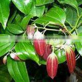 Cinnamon Oil (Cinnamomum Zylanicum) thumbnail-4