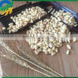 2015 Top Quality Pine Nut Kernels for Sales thumbnail-3