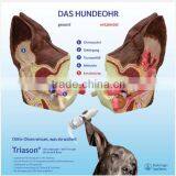 Hot Sale School Use Dog Ear Anatomy Model for Vet thumbnail-1