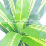 Artificial Indoor Decoration Dracaena Plant thumbnail-2