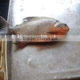 IQF Black Pomfret thumbnail-1