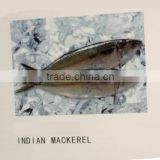 frozen whole round Indian mackerel for sale