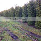 Thuja Brabant Occidentalis A Quality thumbnail-2