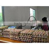 Best Selling Eggs Inkjet Code Printers/egg Coding Printer/inkjet Printers for Egg thumbnail-2