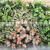 SJ4001205 Fake Wall Decorative With Artifiical Plant thumbnail-1
