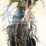 90cm -120cm Indoor Decoration Christmas Festival Supplies Artificial Snow Needle Pine Tree thumbnail-4