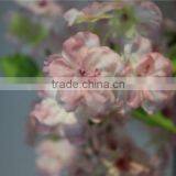 Dry Flower Artificial Cherry Blossom Fabric Flower thumbnail-5