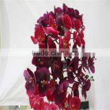 SJ20170048 China Wholesale Factory Price Silk Dance Orchid for Indoor Decoration Cheap Silk Dance Orchid thumbnail-2