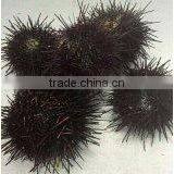 Live Sea Urchin thumbnail-3