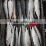 Fresh Sardine for Bait on Sale thumbnail-2
