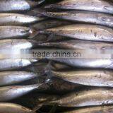 Frozen Bonito Tuna thumbnail-5