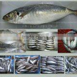 Light Catching Whole Round Scad/horse Mackerel to Export thumbnail-1