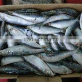 Frozen Sardine Fish 60-70 Frozen Seafood Exporters thumbnail-1