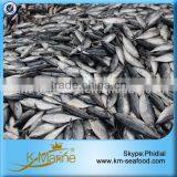 2015 New Product Boat Frozen Bonito Fish thumbnail-1