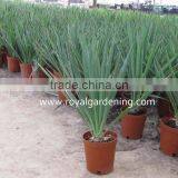 Yucca Filamentosa thumbnail-1