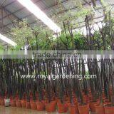 Grevillea Robusta Tropical Trees