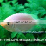 Kissing Gourami Fish Farm For Sale / Thailand Tropical Fish Exporter thumbnail-3