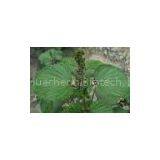 Ziziphi Extract(rossonl@huacheng-biotech.com)