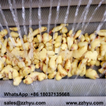 High Efficient Cassava Peeling Washing Machine Ginger Washing Peeling Machine Yam Peeling Washing Machine