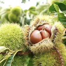Chestnut Snack Organic Healthy Snack for All Ages thumbnail-3