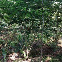 Price of Chinese Redbud Trees thumbnail-2