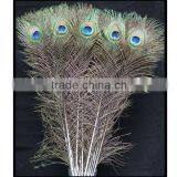 Wholesale Natural Peacock Feather Decorative Birds thumbnail-4