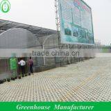 Venlo pc Greenhouse for Sale