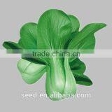 Hot Sale Chinese Pakchoi Seeds SXPa No.2