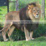 3D Lion Pictures Printing