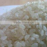 GOOD PRICE OF JAPONICA RICE NEW HARVEST EXPORT TO MONGOLIA_jenny@longwhiterice.com