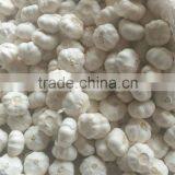 Chinese Garlic for World Market thumbnail-3