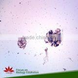 Direct Factory Individual Bacteria Microbiology Prepared Microscope Slides