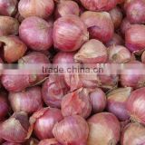 Fresh Round Non-Peeled Onion Pakistan