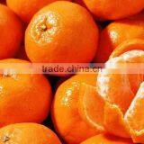 Citrus Fruit Bulk Oranges Safety Net thumbnail-3