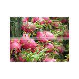 VIETNAM PITAYA FRUIT thumbnail-1