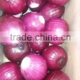 fresh peeled onion for exporting