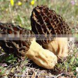 Morchella Conica
