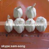 Hot Sale Dehydrated Natural Garlic