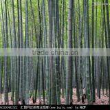 Nature Dried Bamboo Pole Diameter 2-10cm Height 6m for Sale thumbnail-4