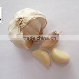 Healthful Normal White Garlic thumbnail-3