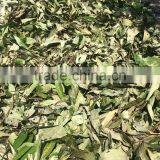 Bay Leaf thumbnail-4