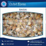 Top Quality Highly Demanded Shell Baigai IQF at Low Market Price thumbnail-1