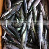 Fresh Frozen Bonito on Sale thumbnail-1