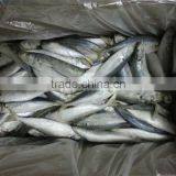 Fish Exporters Horse Mackerel Frozen Trachurus Trachurus thumbnail-1