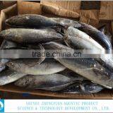 FROZEN BONITO TUNA WHOLE ROUND thumbnail-3