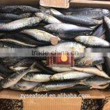 Bulk Frozen Headless Gutted HGT Sardine thumbnail-3