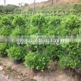 Ficus Panda 3 Steps Nursery for Landscaping thumbnail-1