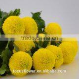 Tropical Chrysanthemum Pompon Mum Yellow Flower For The Elders thumbnail-1