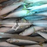High quality WR frozen pacific mackerel fish 160-200g
