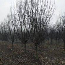 Prices of Sichuan North American Crabapples, Quotation List From the Base, Manufacturers and Wholesalers thumbnail-4